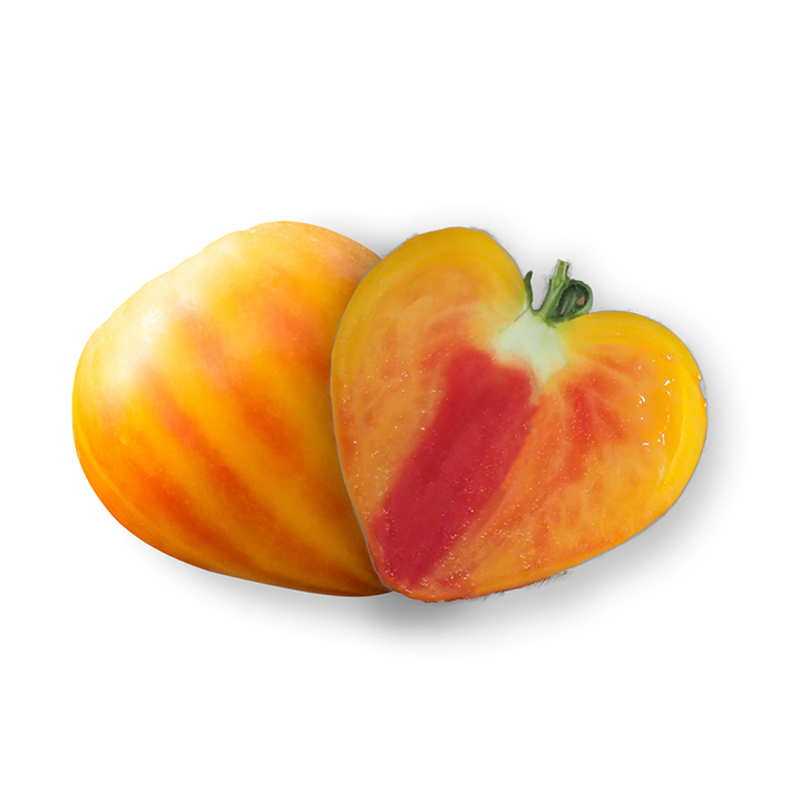 Tomate greffée C.d.boeuf Gourmansun F1