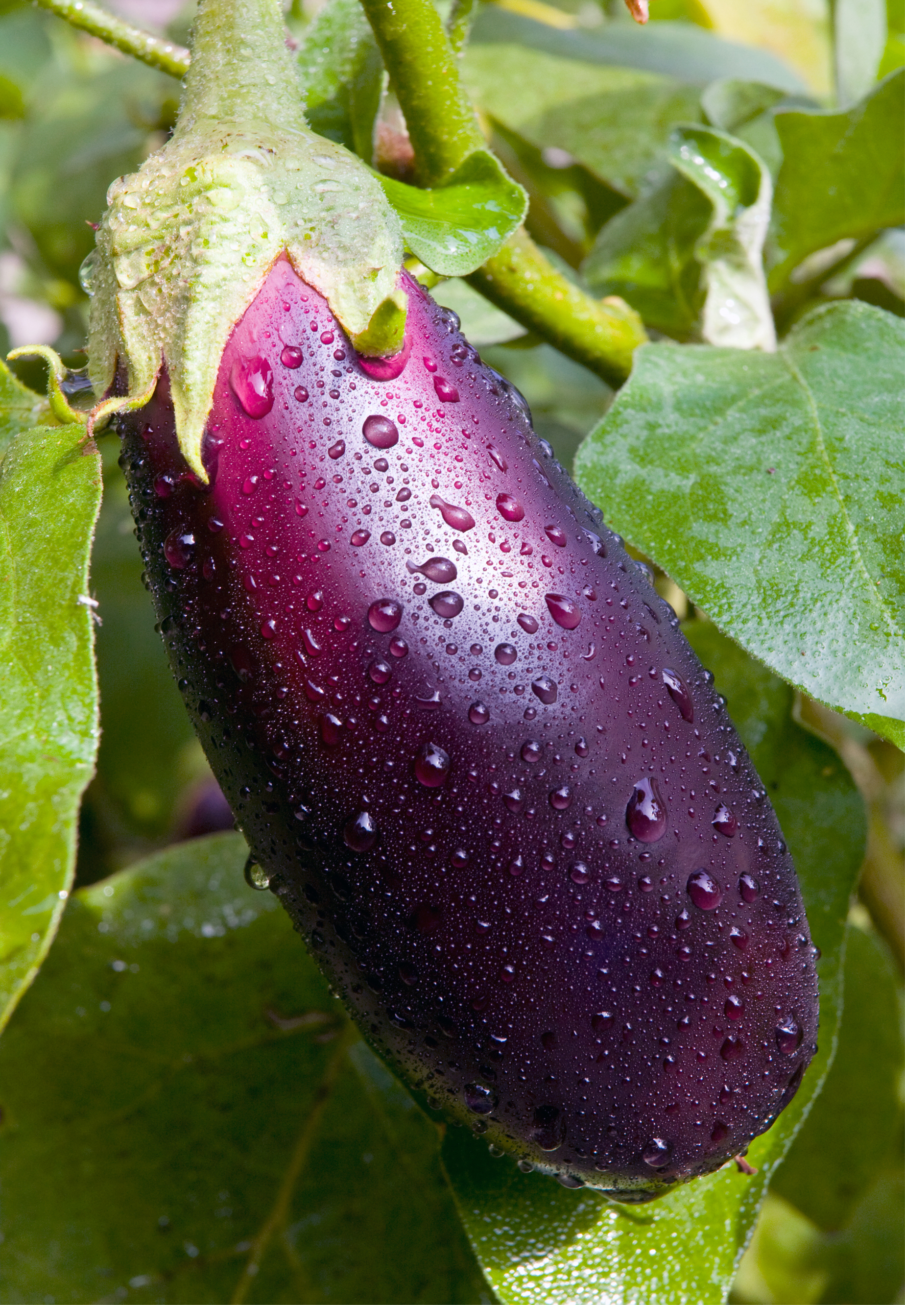 artificiel aubergine aubergine violet fruit 17cm/16.5cm blanc fruits
