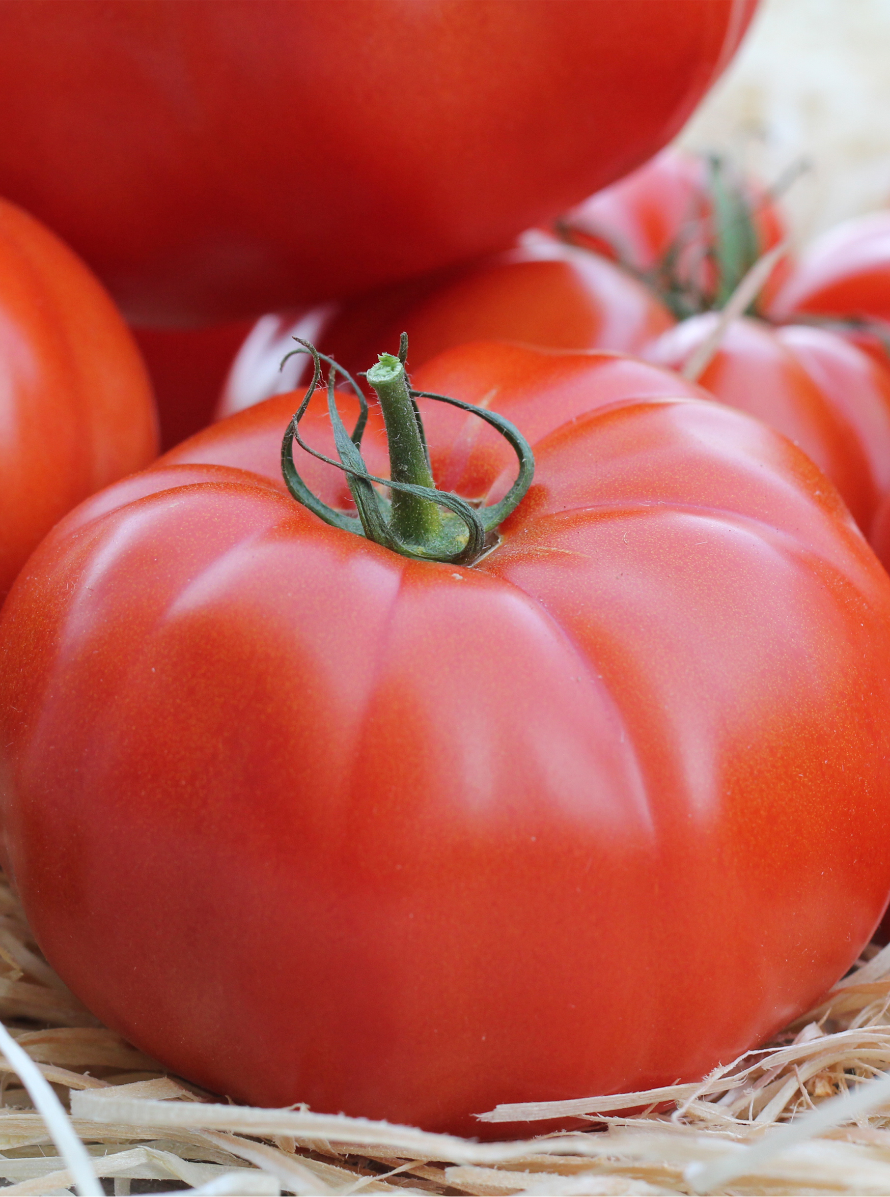 Tomate Marmande 