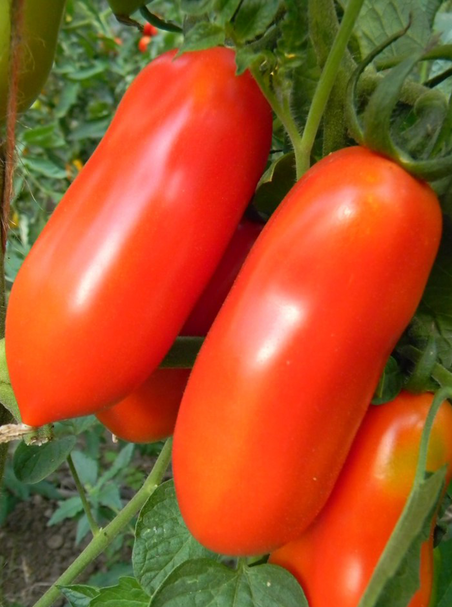Tomate San Marzano 