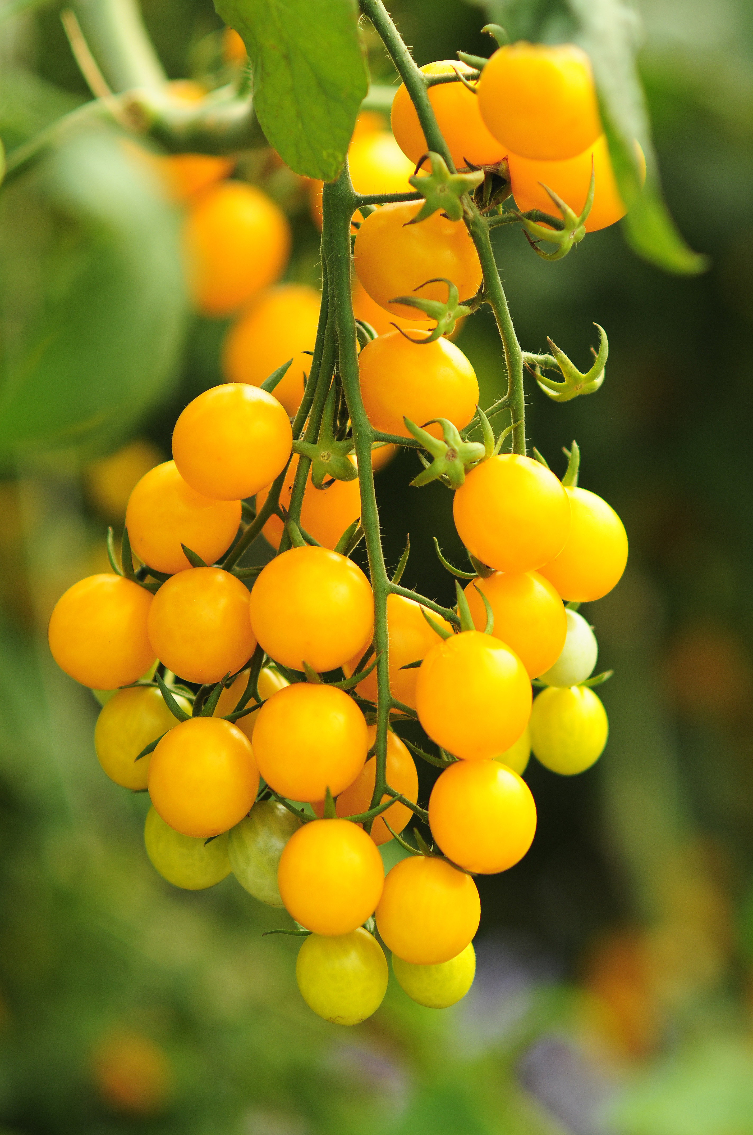 Tomate nectar jaune