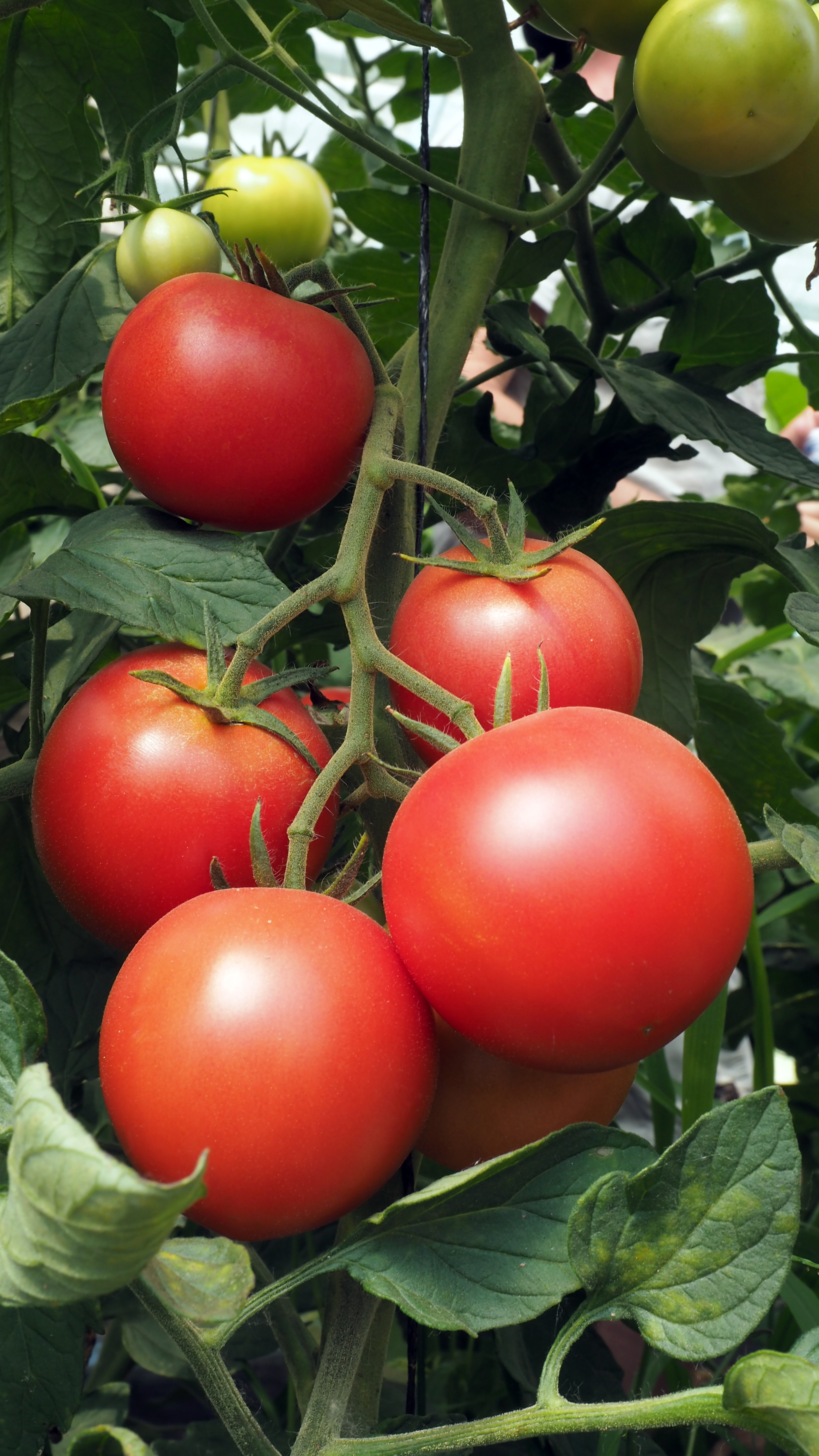 Tomate Paoline F1