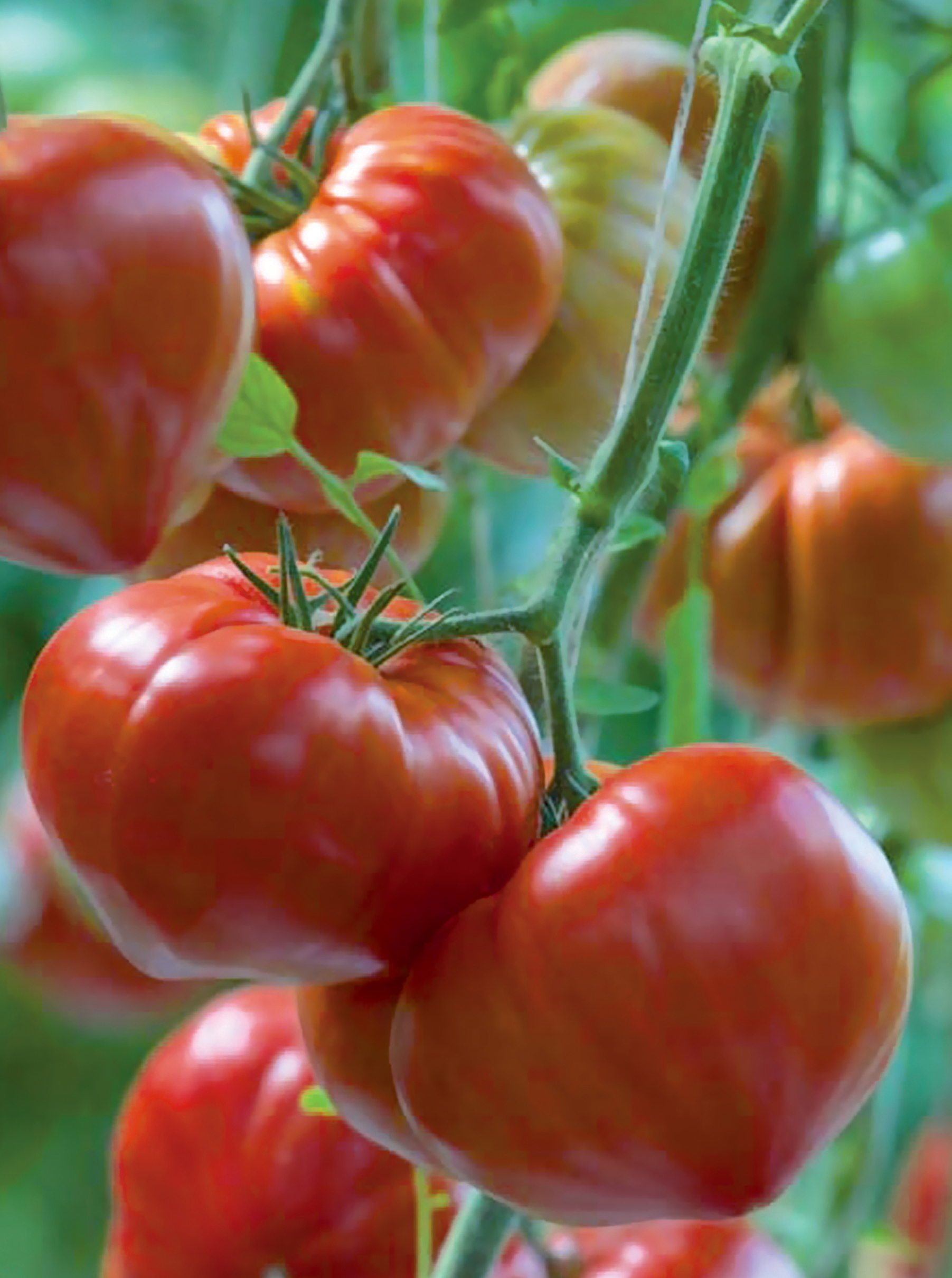 Tomate greffée C.d.boeuf Gourmandia F1