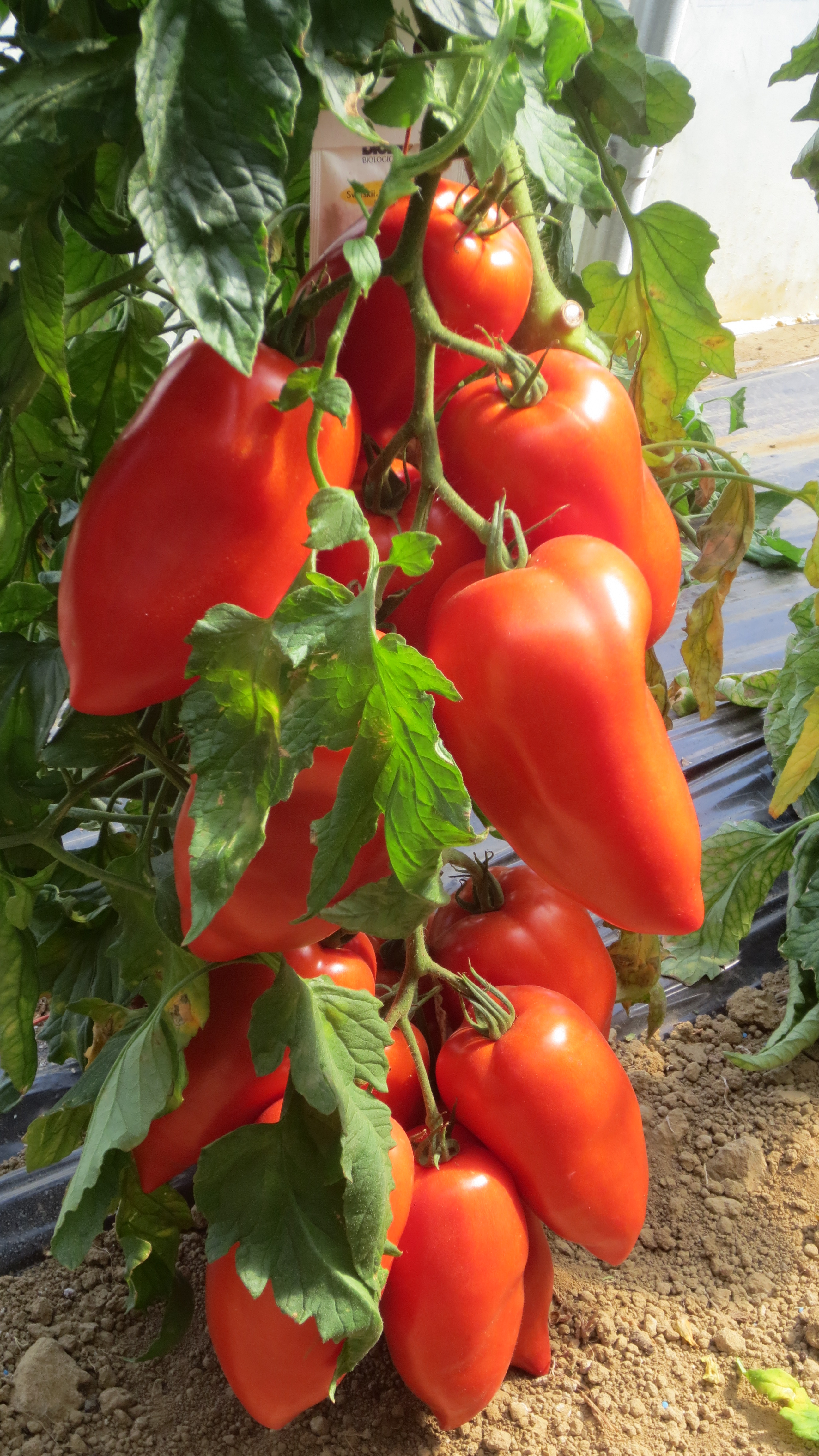 Tomate greffée Cornabel