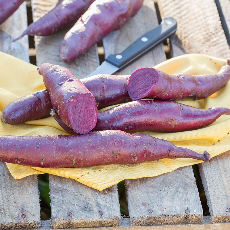 Patate douce violette bio