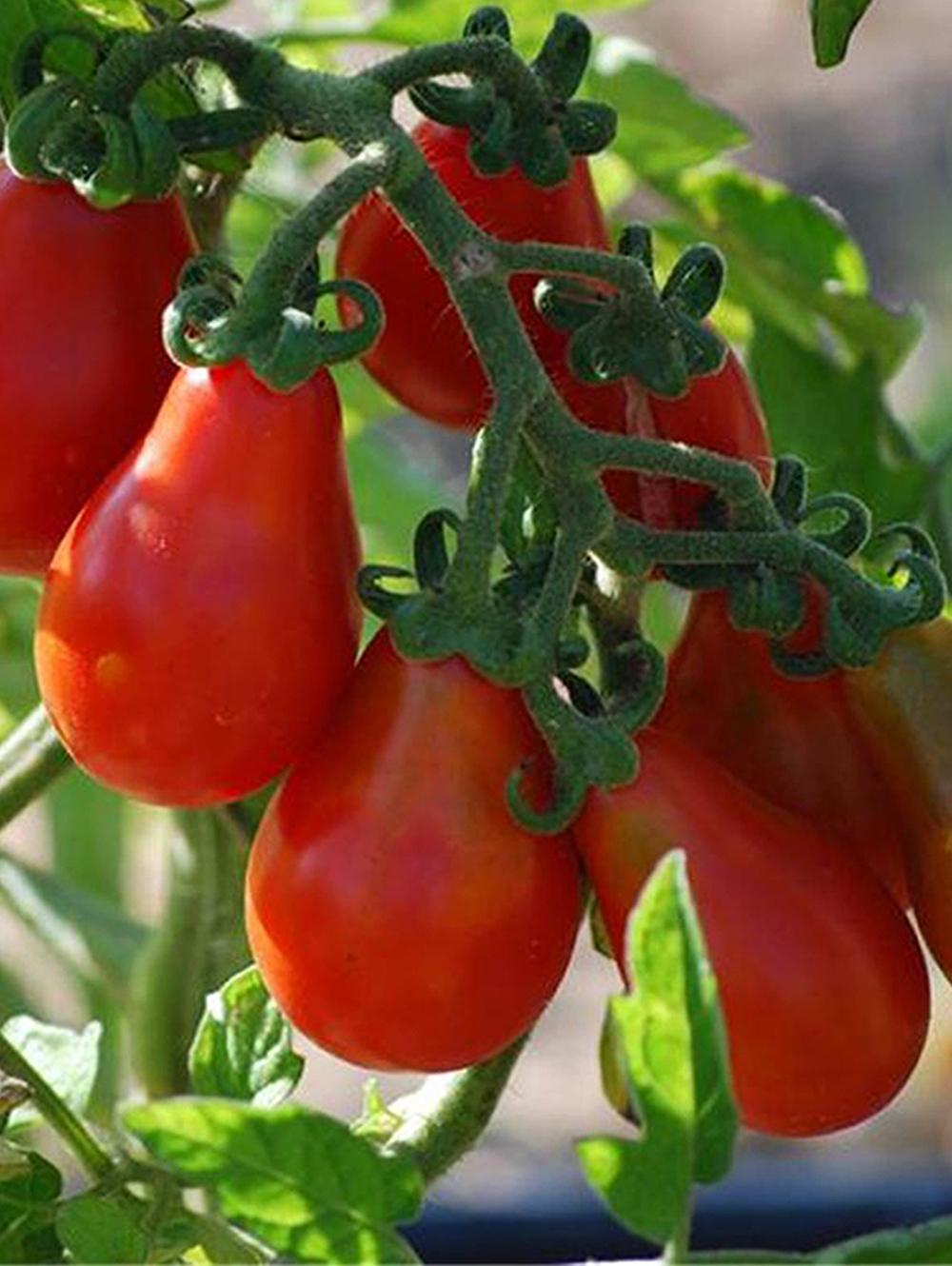 Tomate cerise poire 