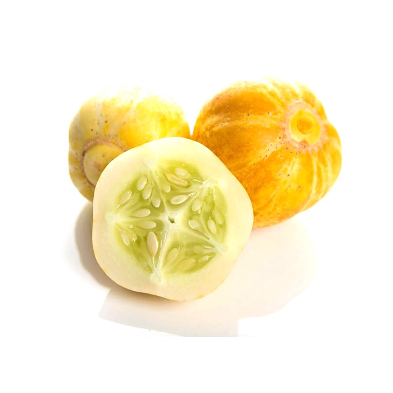 Concombre à fruits ronds citron