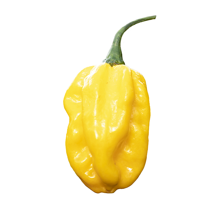Peper Habanero Yellow