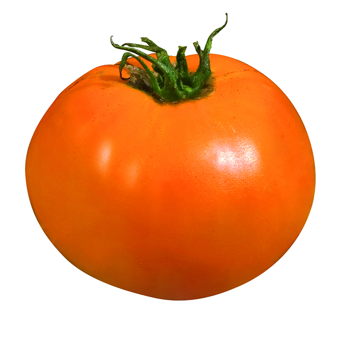 Tomate orange queen 