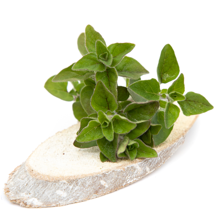 Griekse oregano