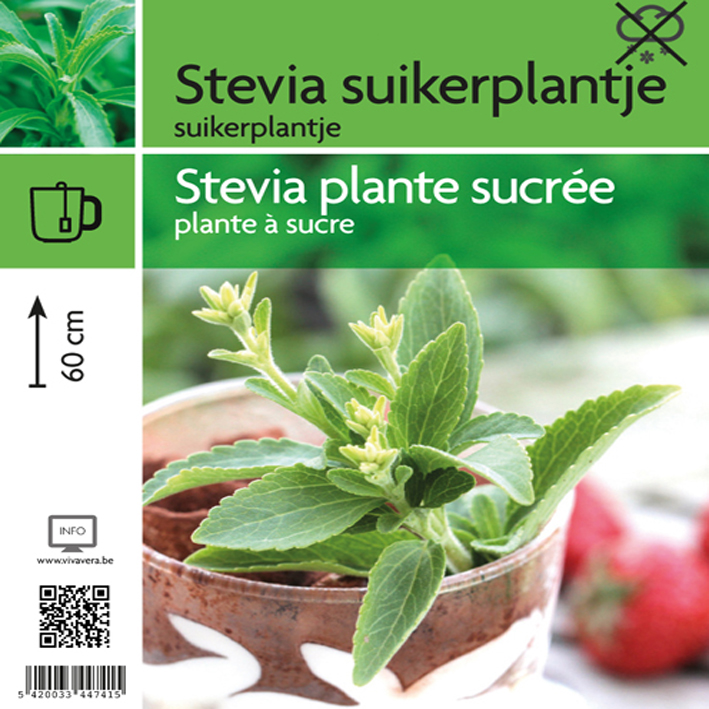 Stevia suikerplantje