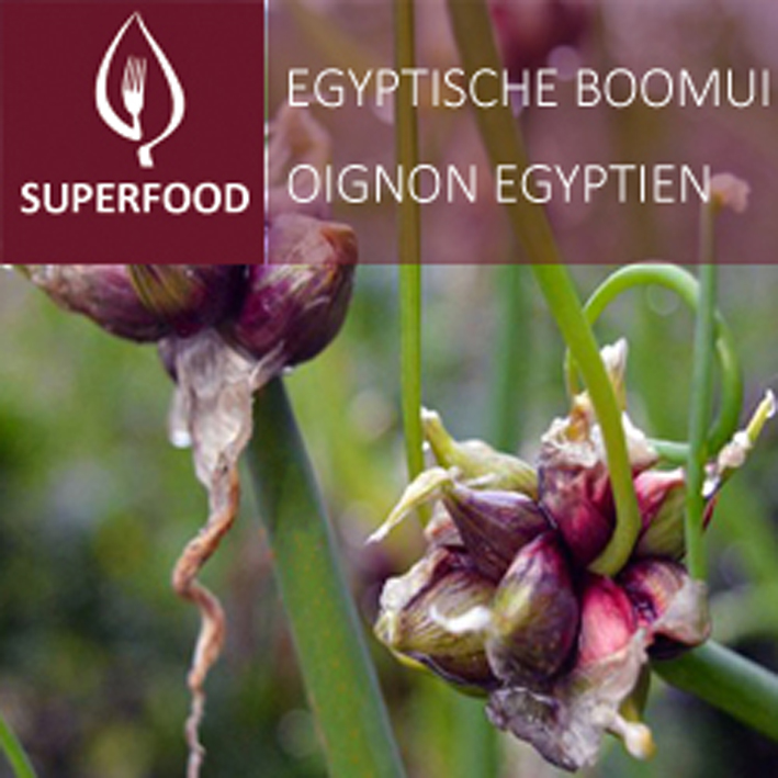 Egyptische boomui