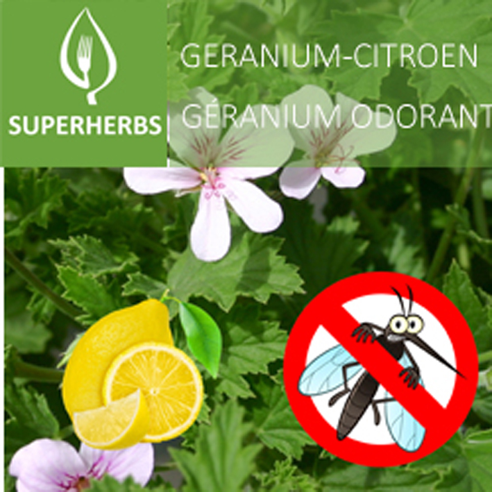 Géranium odorant citron