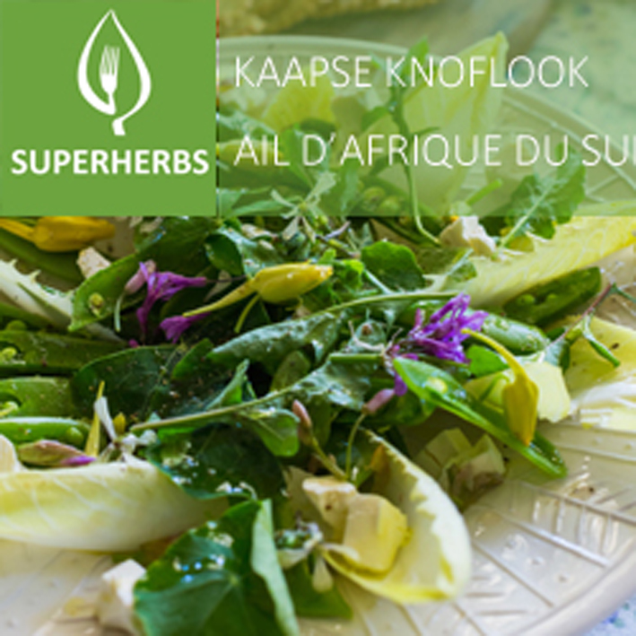 Kaapse knoflook